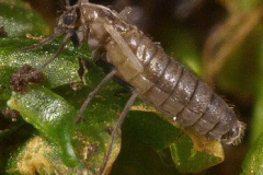 E. murphi Adult - Roger Key