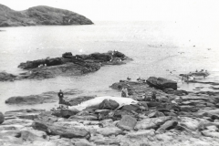 Bodger Whale  - J Edwards