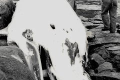 Bodger whale Close-up with Roger Liddall and George Holtom - J Edwards