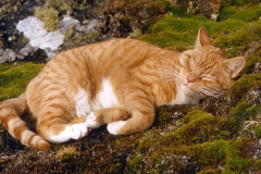 ginge-asleep