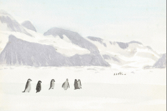 Painting-chinstraps-on-sea-ice-Coronation