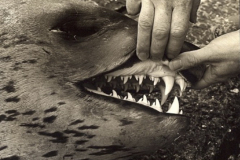 Leopard-Seal-teeth