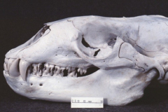 Leopard-seal-skull