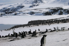 Signy penguin colony - M Dunn