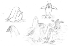Adelie-penguins-1