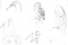 Blue-eyed-cormorants-Jan-1974