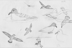Cape-pigeons-13-Oct