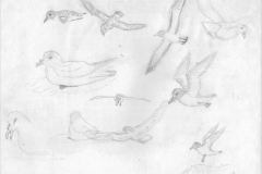 Cape-pigeons-CP-Gully-Sept-1973