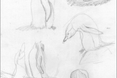 Chinstraps-Gourlay-1972-73