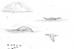 Chinstraps-shag-berg