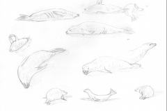 Crabeater-seals-9-Nov