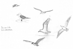 Dominican-gulls-scaled