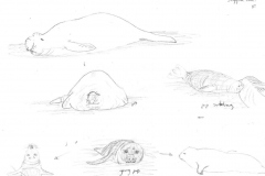 Ele-seals-Stygian-Cove-27-Oct-1973