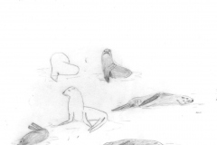 Fur-seals-Cemetery-Flats-Mar-1974