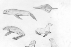 Fur-seals-Gourlay-Mar-1974