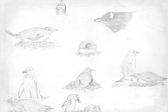 Gentoo-penguins-on-nests-etc.