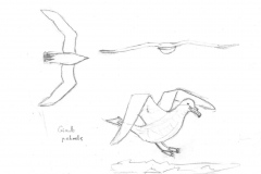 Giant-petrels