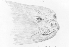 Head-young-male-ele-Mar-1974