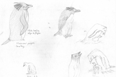 Macaroni-Adelie-Gourlay