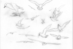Snow-petrels-1973