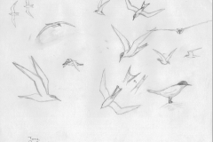 Terns-Orwell-moraine
