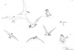 Terns-Rethval-Point-22-Oct-1973