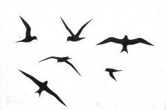 Terns-silhouettes