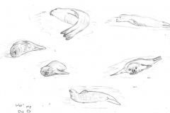 Weddell-seal-pup-13-Oct