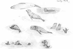 Young-ele-seals-Gourlay-Mar-1974