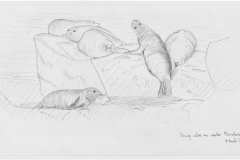 Young-eles-Berntsen-Point-March-1974