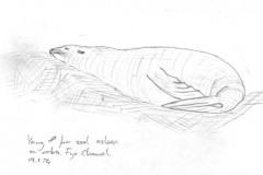 Young-fur-seal-Fyr-Channel-19-Jan-1974
