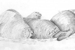 pod-of-elephant-seals