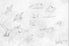 snow-petrels-Thule-Islets-31-Aug-1973